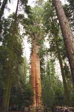 General Sherman Tree